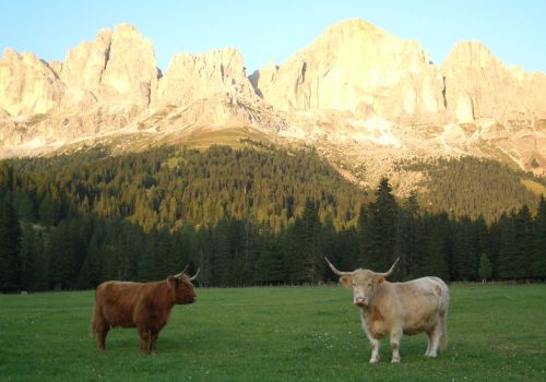 Immagini mucche Scozzesi dal Catinaccio in Alto Adige  Hochlandrinderzucht Südtirol Schottische Hochlandrinder vom Rosengarten | Plank Dieter 